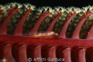 coral fish by Afflitti Gianluca 